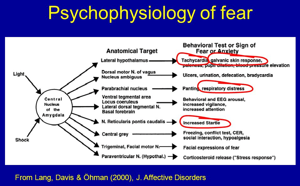 psychophysiology of fear 2ndskiesforex